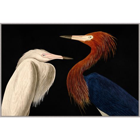 Audubon Conversation